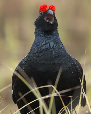 Black Grouse/Orre