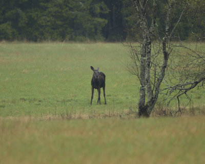 Elk/Älg