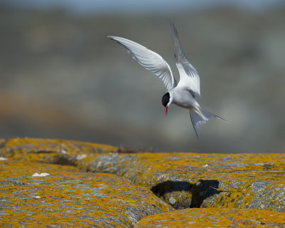 Arctic tern/ Silvertärna