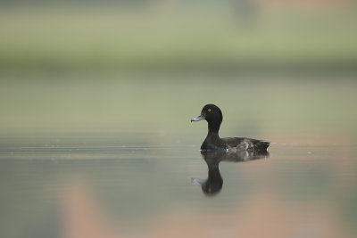 Tufted duck/ Vigg