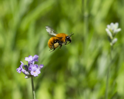 Insects/Insekter