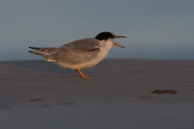 Common tern/Fisktärna