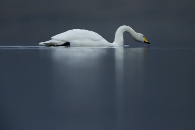 Whooper swan/ Sångsvan