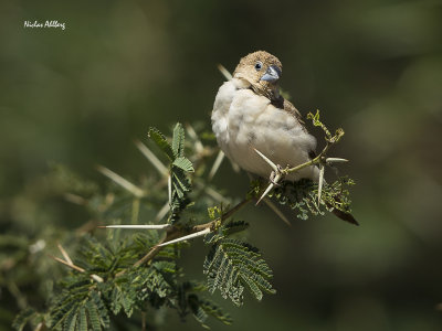 African silverbill