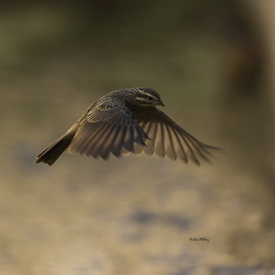 Cinnamonbreasted rock bunting/ Afrikansk klippsparv