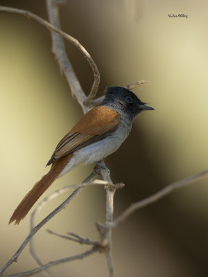 African paradise flycatcher/Afrikansk Paradisflugsnappare