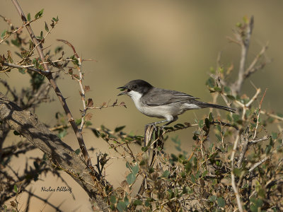 Arabian Warbler/Arabisk sångare