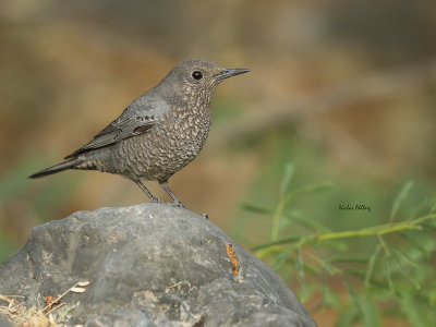 Blue Rock Thrush/Blåtrast
