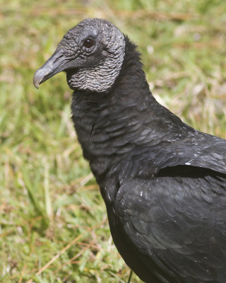 Black vulture/ Koprgam