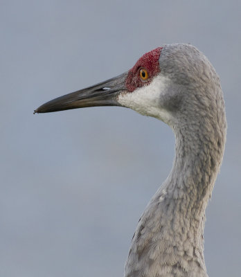 Sandhill crane/Prärietrana