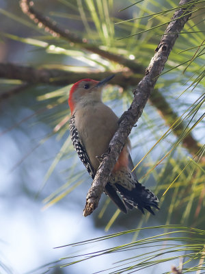 Redbellied woodpecker/Karolinaspett