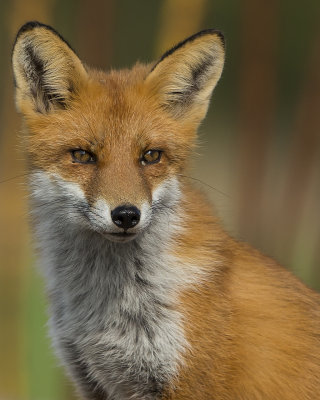 Red Fox/Räv