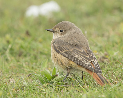 1280Redstart6.jpg