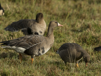 Greater white-fronted goose/Bläsgås