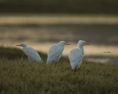 Cattle egret/Kohäger