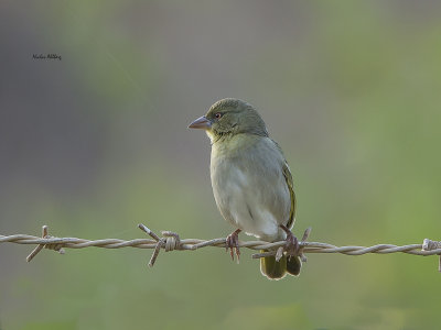 Ruppels weaver/Rödahavsvävare