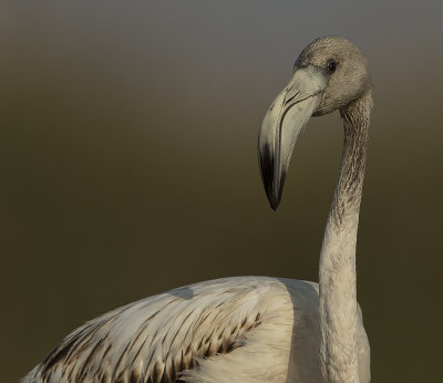 Greater flamingo/Större flamingo