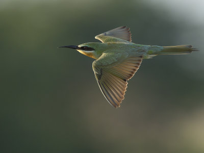 Blue cheeked bee-eater/Grön biätare
