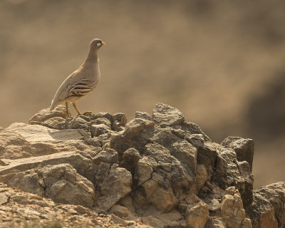 Sand partridge/Ökenhöna
