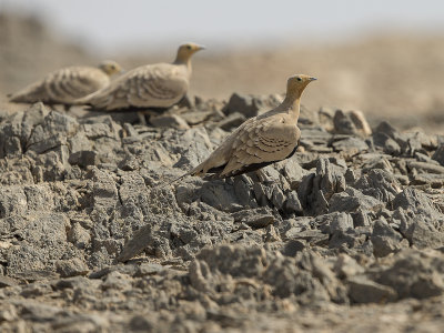 Chestnutbellied Sandgrouse/brunbukig flyghöna