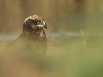 Birds of prey/ Rovfåglar