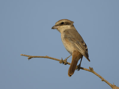 Turkestan Shrike/Turestan törnskata