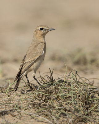 Isabelline wheatear/Isabellastenskvätta