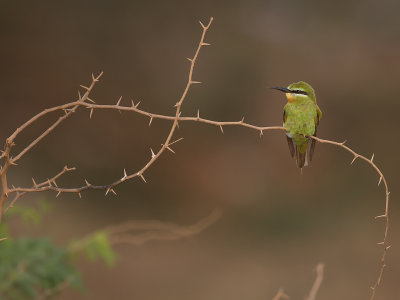 Blue cheeked bee-eater/Grön biätare