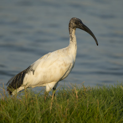 African sacred ibis/Helig ibis
