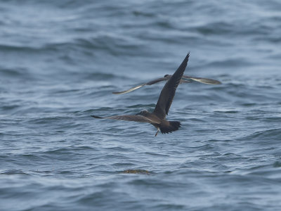 Brown noddy/Brun noddy