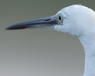 The little egret/Silkeshäger