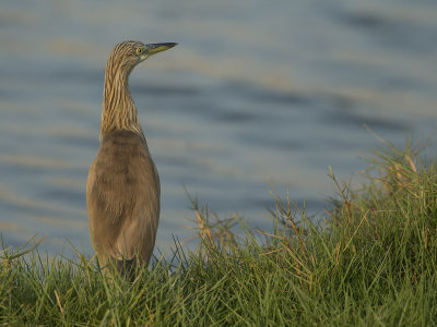 Squacco heron/Rallhäger