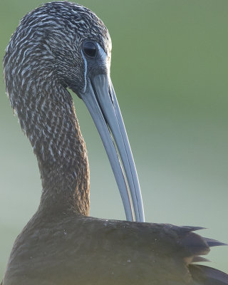 Glossy ibis/Bronsibis