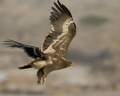 Stepp eagle/ Stäppörn