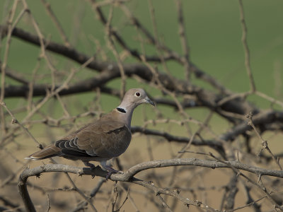 African Collared Dove/ Afrikansk turkduva