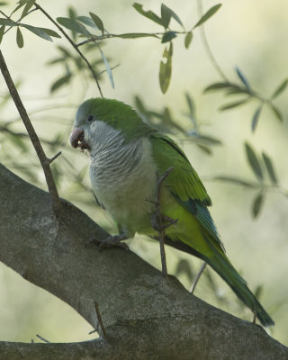 Monk parakeet/Munkparakit