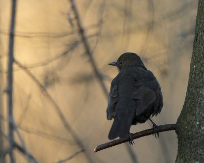 Common Blackbird / Koltrast