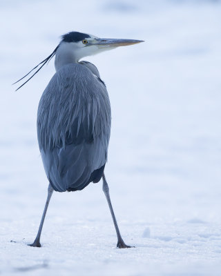 Grey Heron