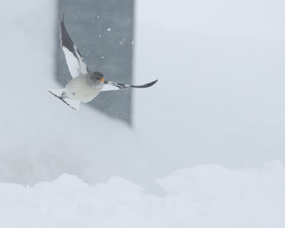 snowfinchsnfink