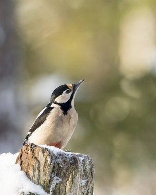 Great Spotted Woodpecker/ Större hackspet