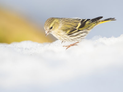 Eurasian Siskin / Grönsiska