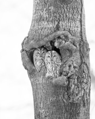 Tawny owl/Kattuggla