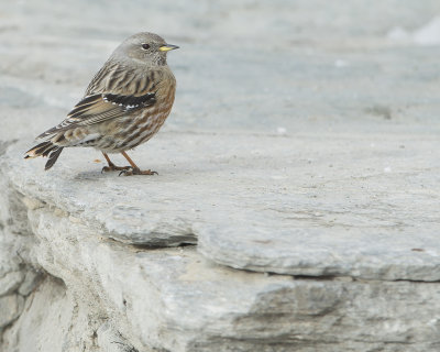 Alpine accentor
