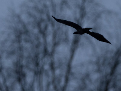 Raven/ Korp
