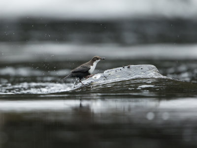 Whitethroated dipper/ Strömstare