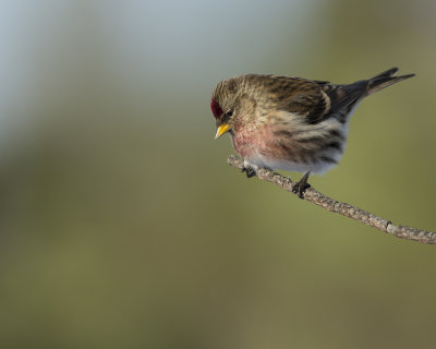 Common Redpoll/ Gråsiska