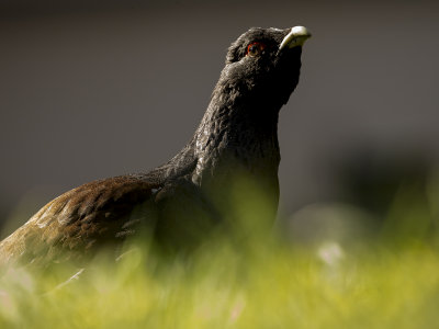 Capercaillie/ Tjäder