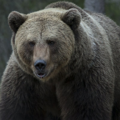 Brown bear/ Brunbjörn
