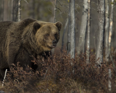 Brown bear/ Brunbjörn