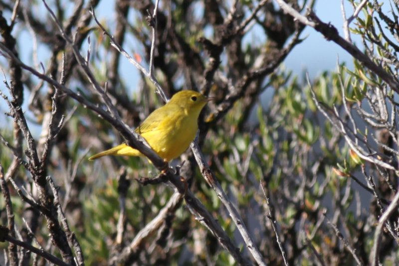 Yellow Warbler Female